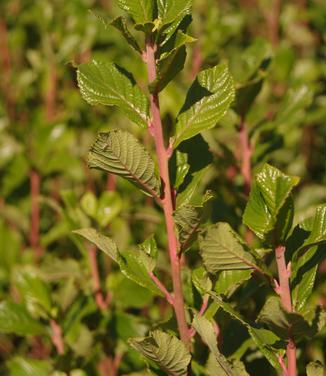 Clethra alnifolia 'Sherry Sue'