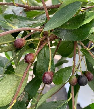 Aronia melanocarpa Ground Hug - Black Chokeberry from Pleasant Run Nursery