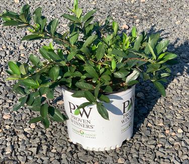 Aronia melanocarpa Ground Hug - Black Chokeberry from Pleasant Run Nursery