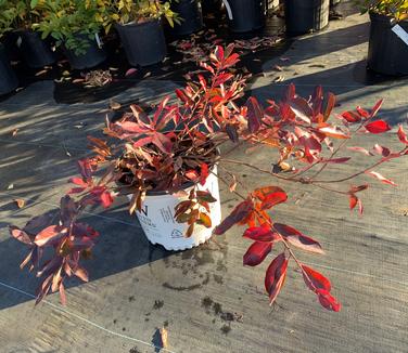 Aronia melanocarpa Ground Hug - Black Chokeberry from Pleasant Run Nursery