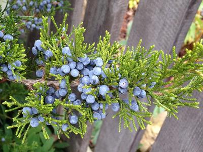 Juniperus virginiana Emerald Sentinel