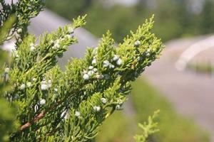 Juniperus chinensis Torulosa