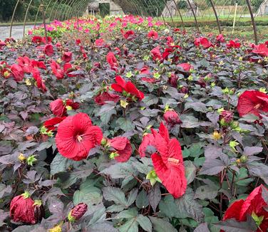 Hibiscus x Summerific 'Holy Grail' - Common Mallow from Pleasant Run Nursery