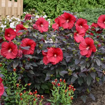 Hibiscus x Summerific Holy Grail (Photo: Walters Gardens, Inc)