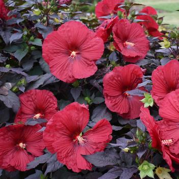 Hibiscus x Summerific Holy Grail (Photo: Walters Gardens, Inc)