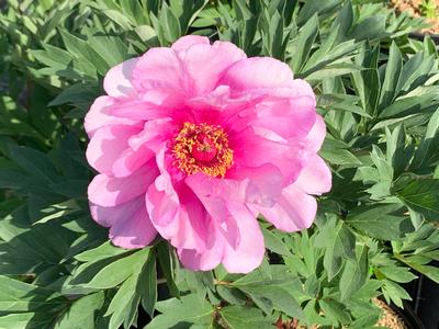 Paeonia x Itoh 'First Arrival' - Itoh Peony from Pleasant Run Nursery