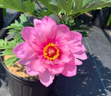 Paeonia x Itoh 'First Arrival' - Itoh Peony from Pleasant Run Nursery