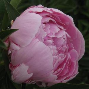 Paeonia Sarah Bernhardt