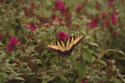 Buddleia davidii 'Miss Molly'