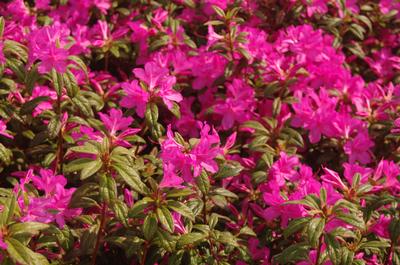 Rhododendron 'Encore Autumn Amethyst' - Encore Azalea from Pleasant Run Nursery