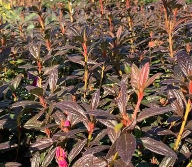 Rhododendron Encore® Autumn Amethyst - Fall /Winter color