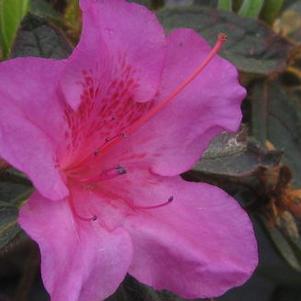 Rhododendron Encore® Autumn Royalty®