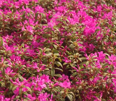 Rhododendron 'Encore Autumn Amethyst' - Encore Azalea from Pleasant Run Nursery