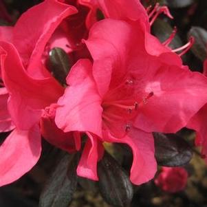 Rhododendron kaempferi Johanna