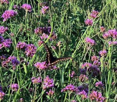 Verbena bonariensis - Vervain from Pleasant Run Nursery