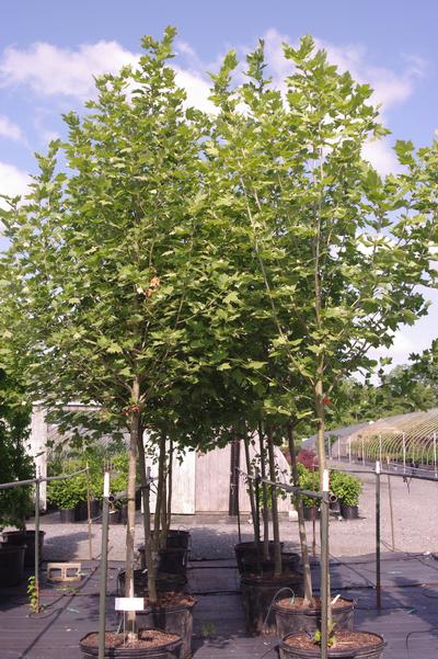 Platanus x acerifolia Exclamation!