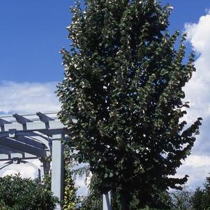 Tilia tomentosa Green Mountain