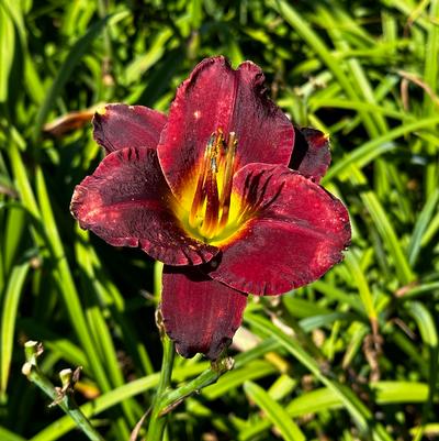 Hemerocallis Saleri