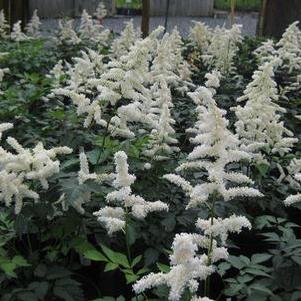 Astilbe x arendsii Deutschland