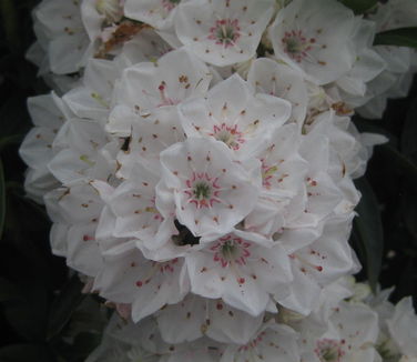 Kalmia latifolia Elf