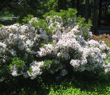 Kalmia latifolia Elf (Tower Hill)