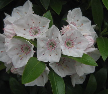 Kalmia latifolia Elf 