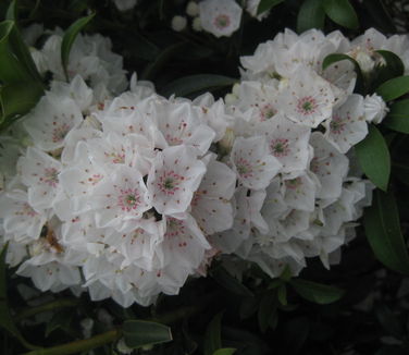 Kalmia latifolia Elf 