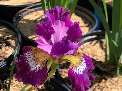 Iris siberica 'Contrast in Styles'