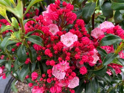 Kalmia latifolia 'Little Linda' - Mountain Laurel from Pleasant Run Nursery