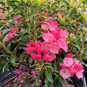 Kalmia latifolia Tiddlywinks