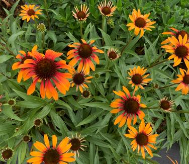 Echinacea purpurea 'Fiery Meadow Mama' - Coneflower from Pleasant Run Nursery