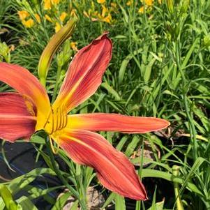 Hemerocallis Gadsden Goliath