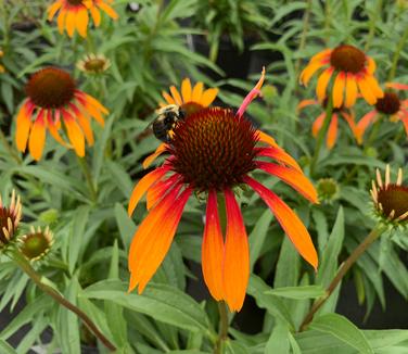 Echinacea purpurea 'Fiery Meadow Mama' - Coneflower from Pleasant Run Nursery