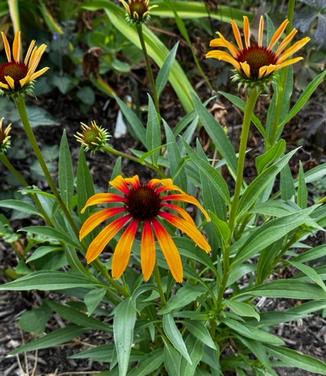 Echinacea purpurea 'Fiery Meadow Mama' - Coneflower from Pleasant Run Nursery