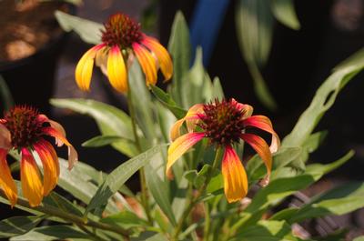 Echinacea purpurea 'Fiery Meadow Mama'