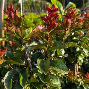 Lagerstroemia Purple Magic