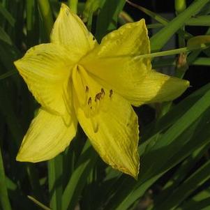 Hemerocallis Happy Returns