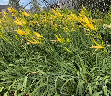 Hemerocallis citrina - Citron Daylily from Pleasant Run Nursery