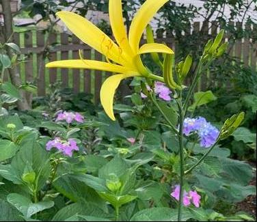 Hemerocallis citrina - Citron Daylily from Pleasant Run Nursery