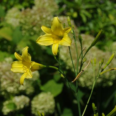 Hemerocallis September Sol