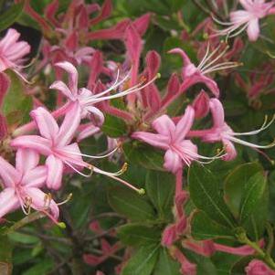 Rhododendron viscosum Betty Cummins