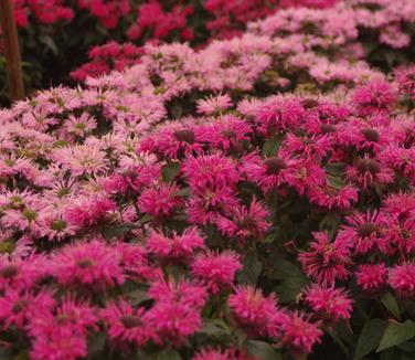 Monarda x Sugar Buzz 'Bubblegum Blast' 