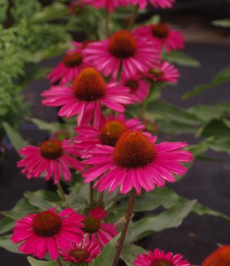 Echinacea purpurea Kismet 'Raspberry'