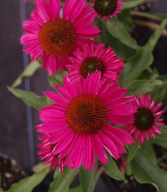 Echinacea purpurea Kismet 'Raspberry'