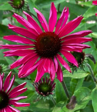 Echinacea purpurea Kismet® 'Raspberry' - Coneflower from Pleasant Run Nursery