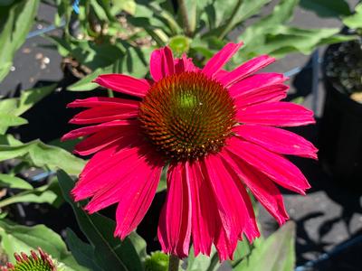 Echinacea purpurea Kismet 'Raspberry'