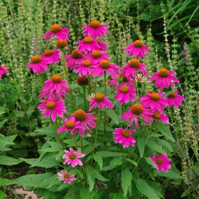 Echinacea purpurea PowWow Wildberry