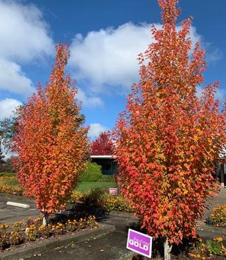 Acer rubrum Armstrong Gold (Photo: J. Frank Schmidt & Son Co)