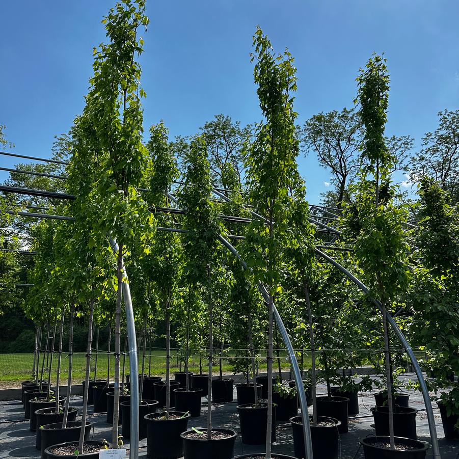 Acer rubrum Armstrong Gold® - Red Maple from Pleasant Run Nursery