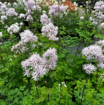 Thalictrum aquilegifolium NIMBUS™ 'Pink'